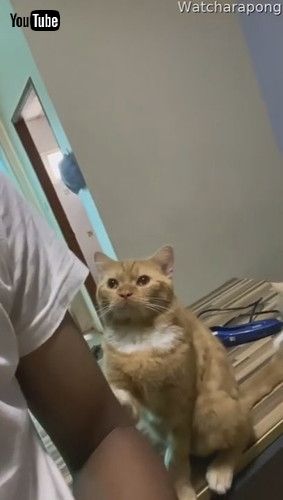 「Cat Gently Paws at Arm for Attention || ViralHog」