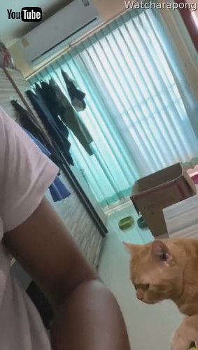 「Cat Gently Paws at Arm for Attention || ViralHog」