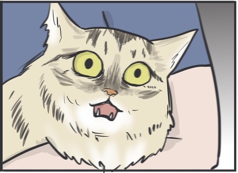 夫さんに抱っこされ無になる猫ちゃん