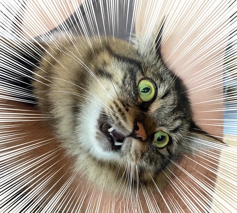 夫さんに抱っこされ無になる猫ちゃん