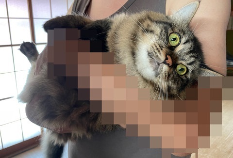 夫さんに抱っこされ無になる猫ちゃん