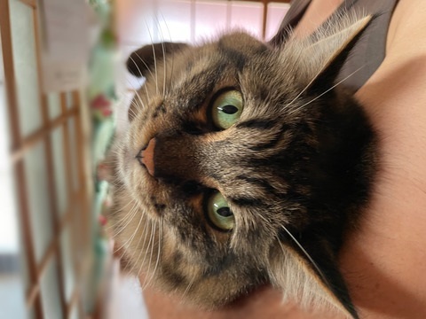 夫さんに抱っこされ無になる猫ちゃん