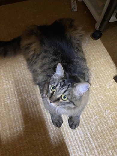 夫さんに抱っこされ無になる猫ちゃん