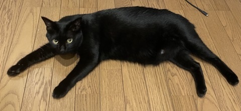 夫さんに抱っこされ無になる猫ちゃん