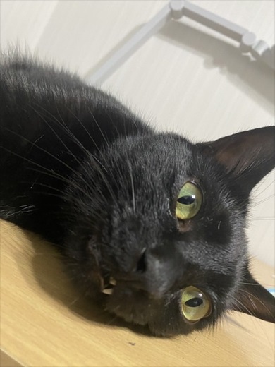 夫さんに抱っこされ無になる猫ちゃん