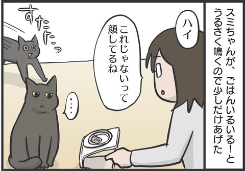 夫さんに抱っこされ無になる猫ちゃん