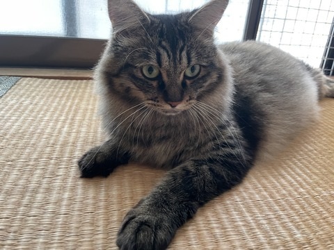 夫さんに抱っこされ無になる猫ちゃん