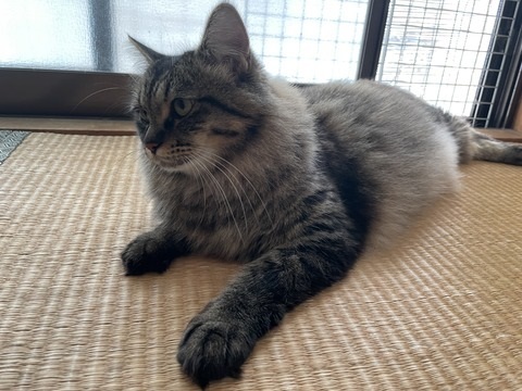 夫さんに抱っこされ無になる猫ちゃん