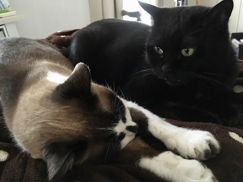 夫さんに抱っこされ無になる猫ちゃん