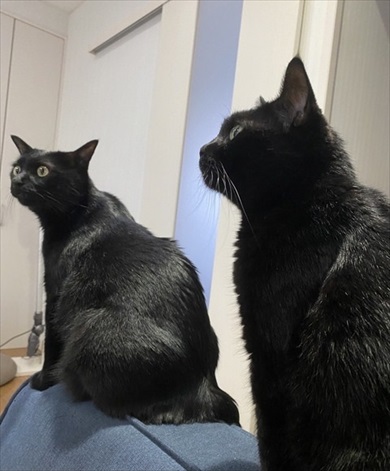 夫さんに抱っこされ無になる猫ちゃん