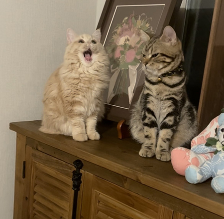 あくび中のNowLoading