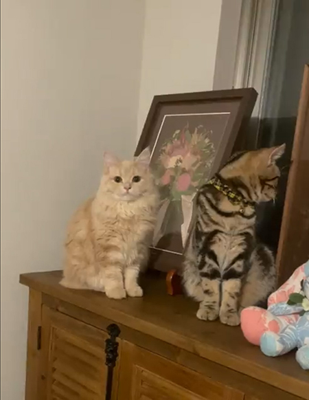 動画・正面を見るメイちゃん