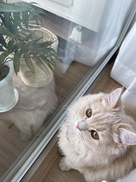 窓際のメイちゃん