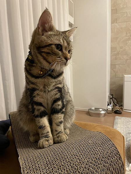 何かを見つめるロイくん