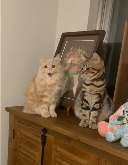 動画・口を開けるメイちゃん