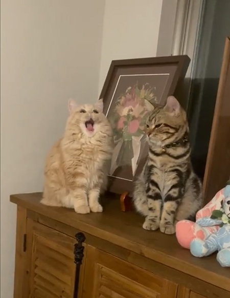 動画・あくびするメイちゃん