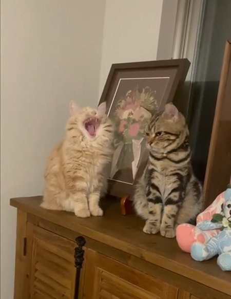 動画・大あくびするメイちゃん