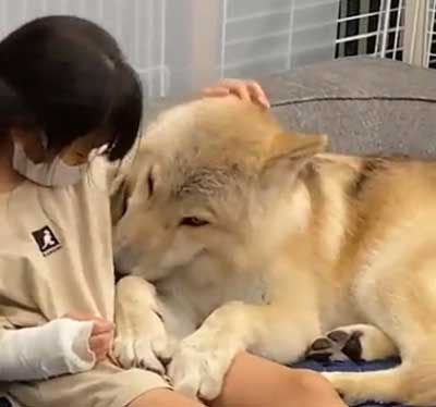 狼犬 ウルフドッグ 飼い主 女の子 四女 仲良し