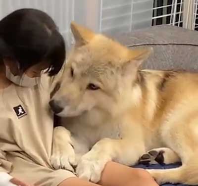 狼犬 ウルフドッグ 飼い主 女の子 四女 仲良し