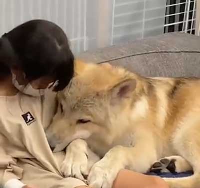 狼犬 ウルフドッグ 飼い主 女の子 四女 仲良し