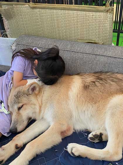 狼犬 ウルフドッグ 飼い主 女の子 四女 仲良し