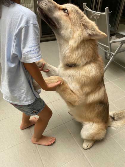 狼犬 ウルフドッグ 飼い主 女の子 四女 仲良し