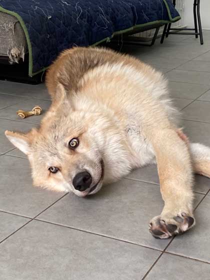 狼犬 ウルフドッグ 飼い主 女の子 四女 仲良し