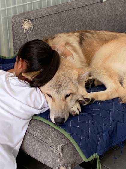 狼犬 ウルフドッグ 飼い主 女の子 四女 仲良し
