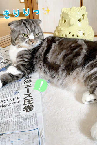 「やはり猫さんホイホイだった〇〇♪」