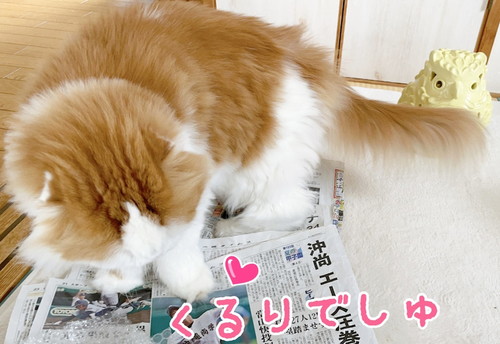 「やはり猫さんホイホイだった〇〇♪」