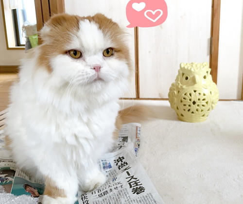 「やはり猫さんホイホイだった〇〇♪」