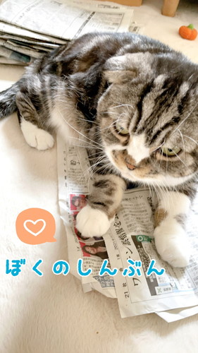 「沖縄から来たフクロウさんの置き物♪」