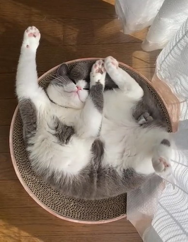 寝相と伸びがかわいいウォルくん