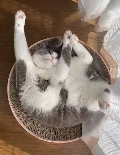 寝相と伸びがかわいいウォルくん