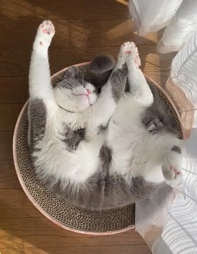 寝相と伸びがかわいいウォルくん