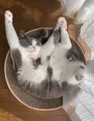 寝相と伸びがかわいいウォルくん