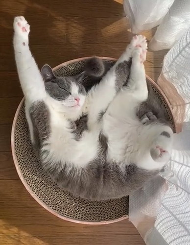 寝相と伸びがかわいいウォルくん