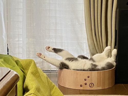 寝相と伸びがかわいいウォルくん