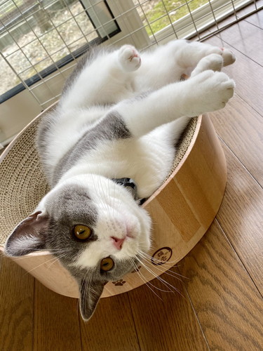 寝相と伸びがかわいいウォルくん