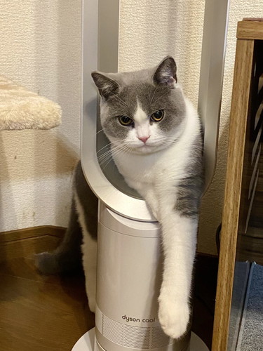 寝相と伸びがかわいいウォルくん