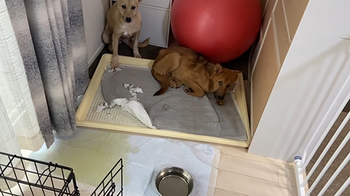 部屋の隅でおびえる2匹