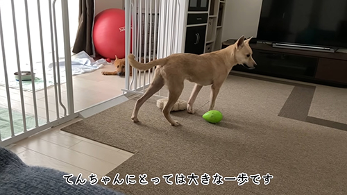 昼にも外に出られたてんちゃん