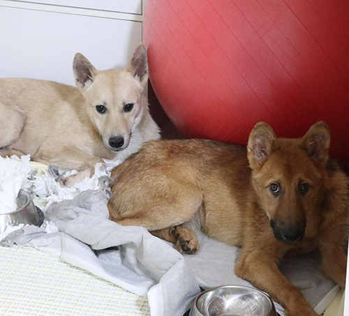 やってきたばかりの2匹