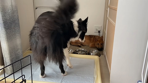 交流を試みるこゆきちゃん