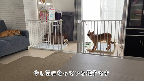 外が気になるコロちゃん