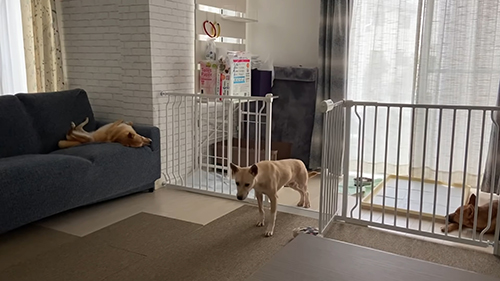 外出ようと頑張るてんちゃん