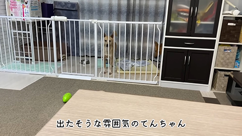 外に出たそうなてんちゃん