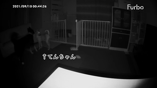 外に出たてんちゃん