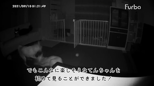 遊ぶてんちゃん