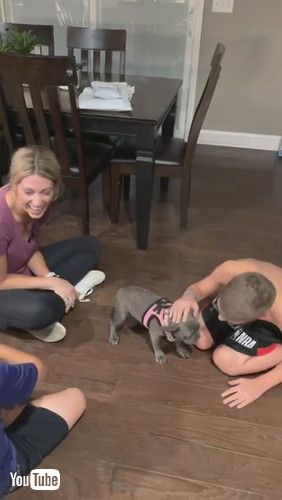 「Boys Surprised by Dream Puppy || ViralHog」